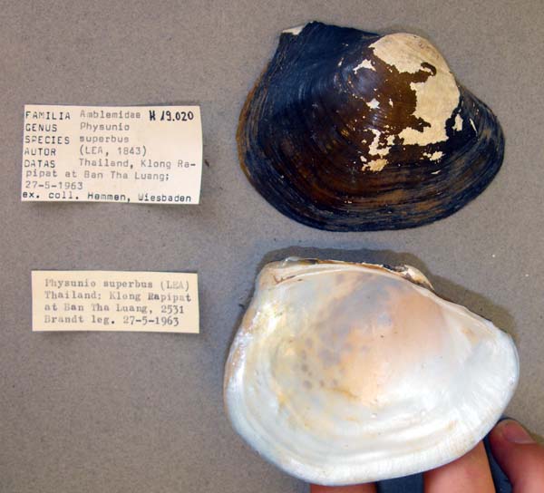 specimen