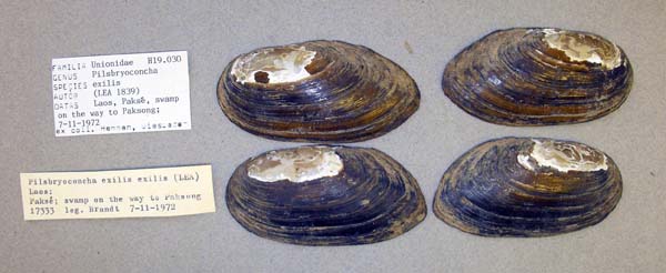 specimen