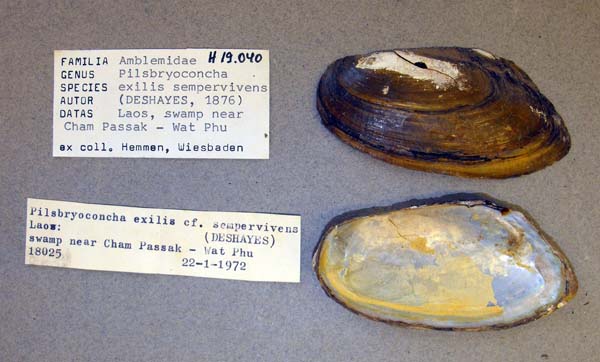 specimen