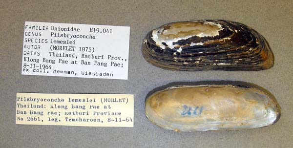specimen