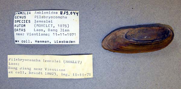 specimen