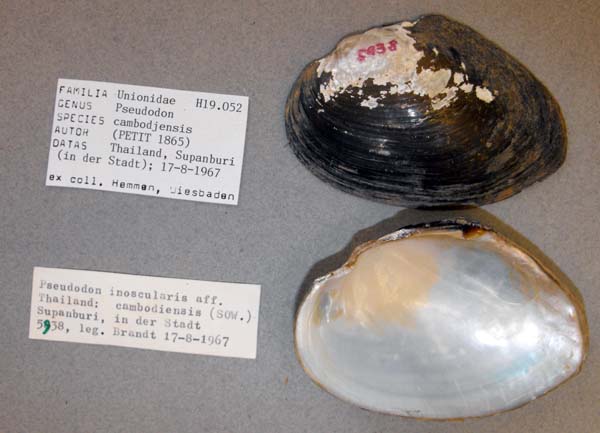 specimen