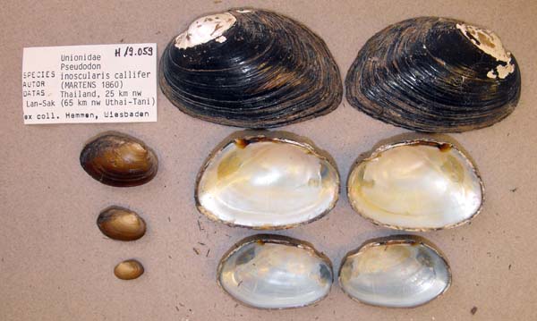 specimen