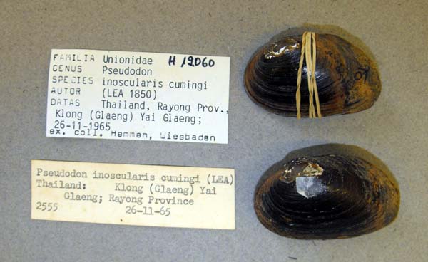 specimen