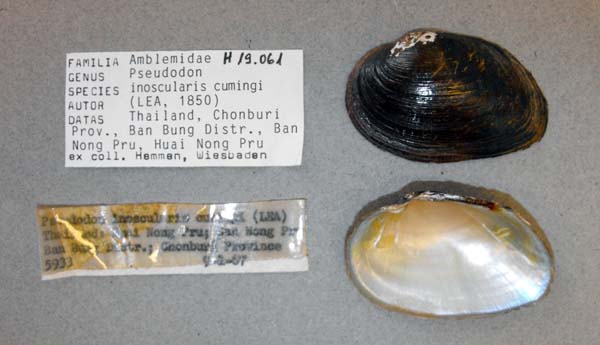 specimen
