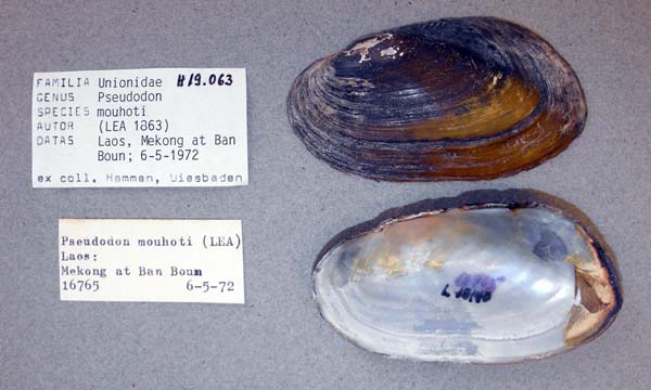 specimen