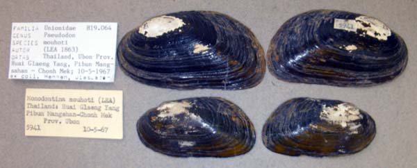 specimen