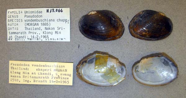 specimen