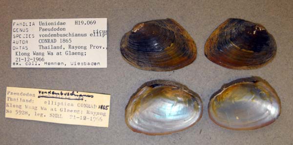 specimen