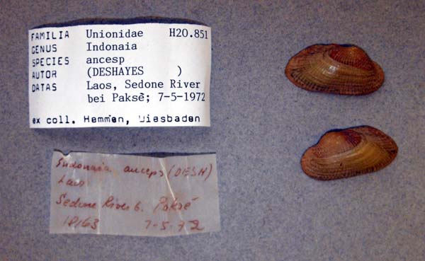 specimen