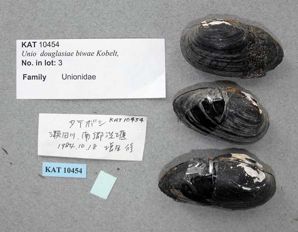 specimen