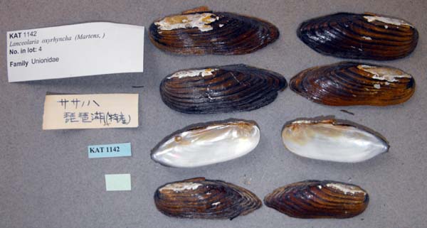 specimen