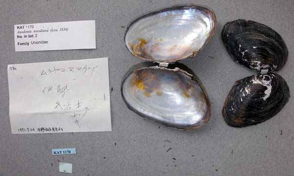 specimen