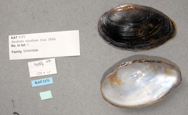 specimen