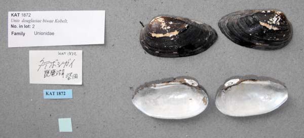specimen