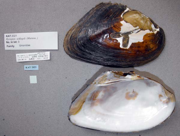 specimen