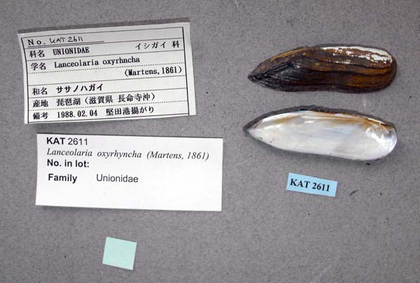 specimen