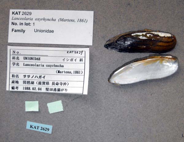 specimen