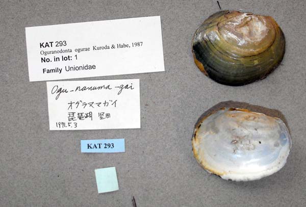 specimen