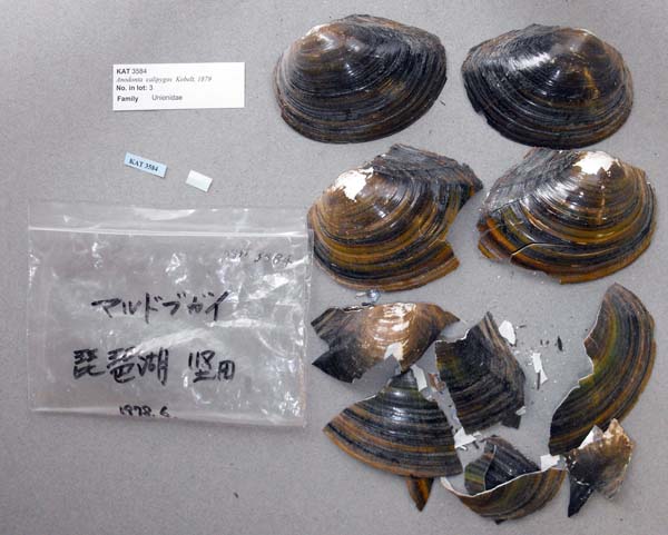 specimen