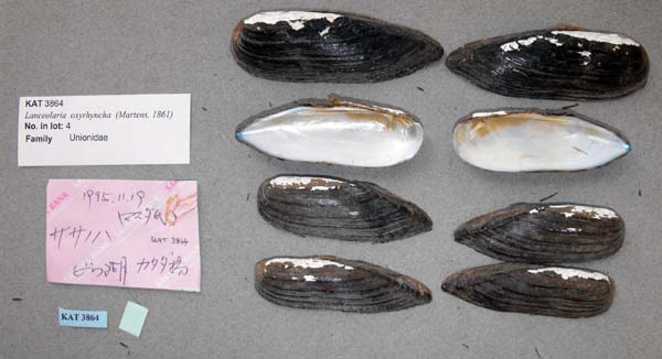 specimen