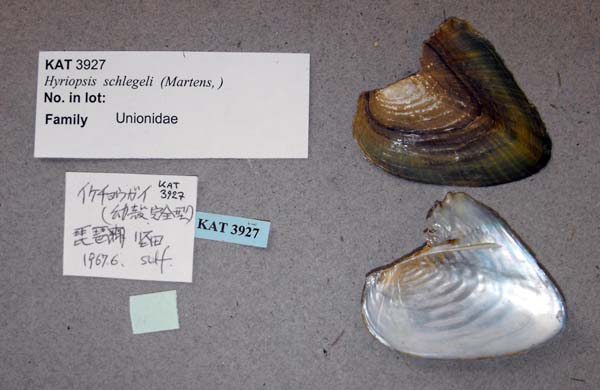 specimen