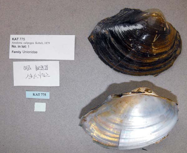 specimen