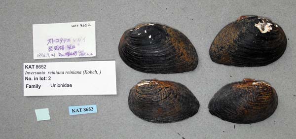 specimen