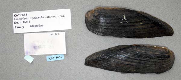 specimen