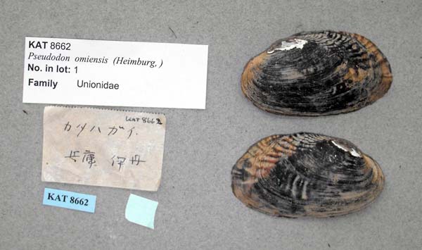 specimen