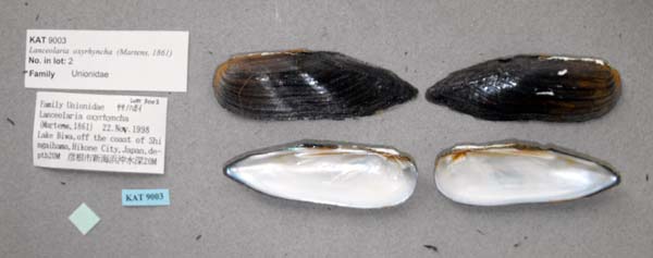 specimen