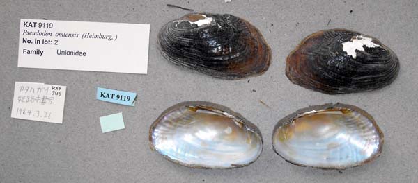 specimen