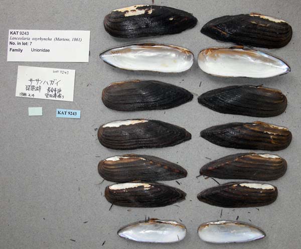 specimen