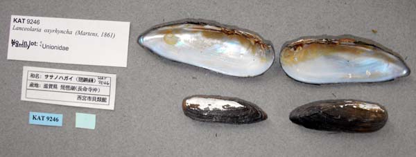 specimen