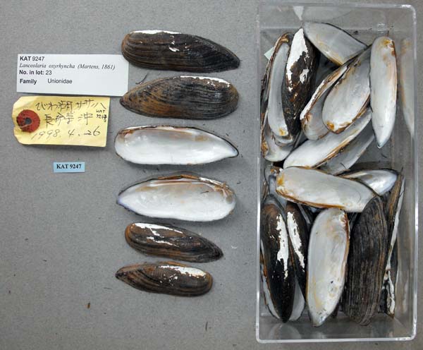 specimen