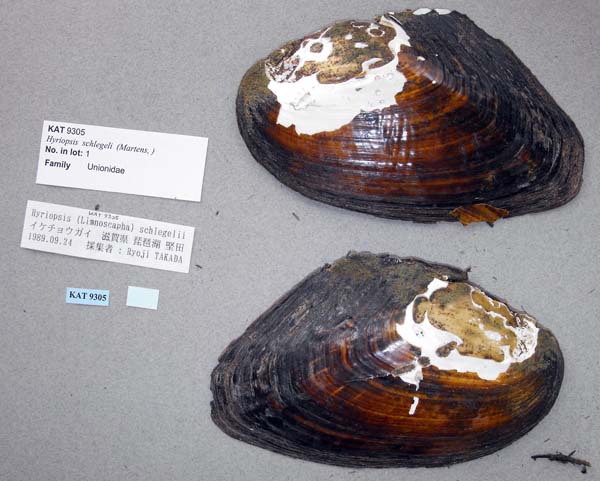 specimen