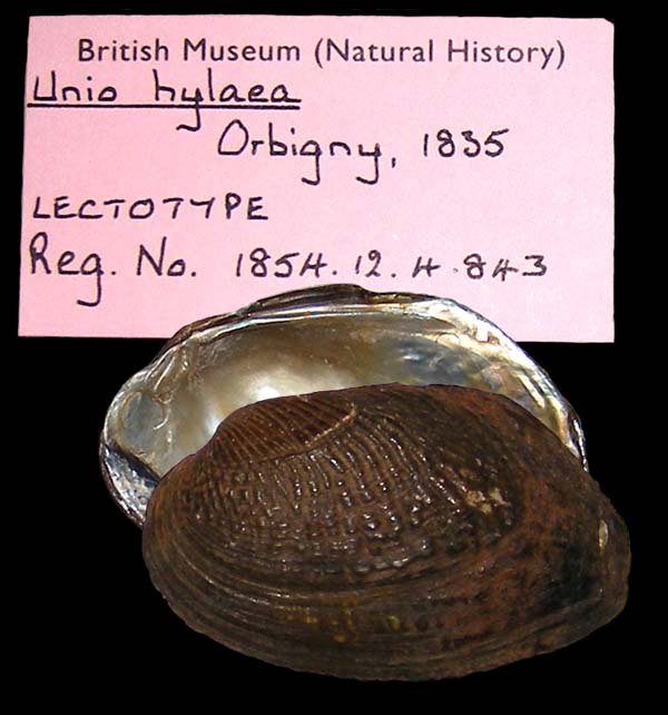 specimen