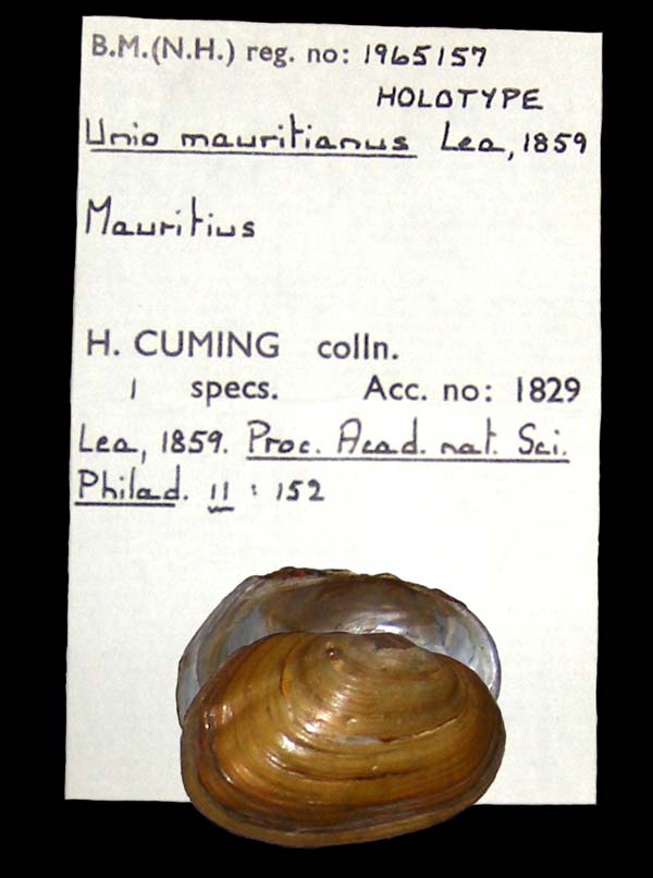 specimen