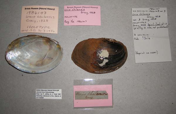 specimen