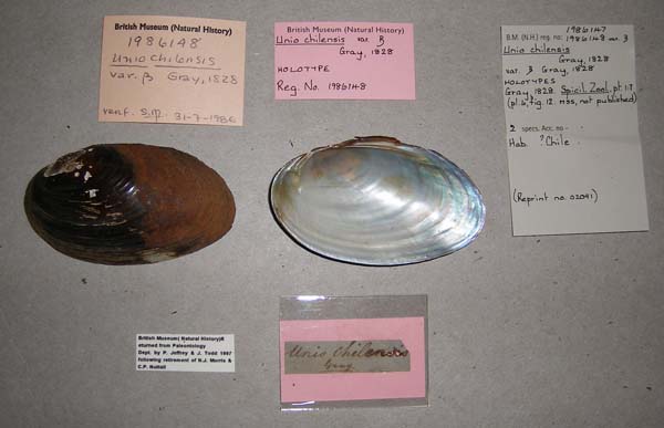 specimen