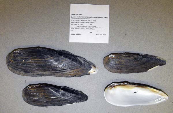 specimen