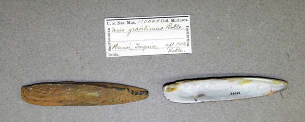 specimen