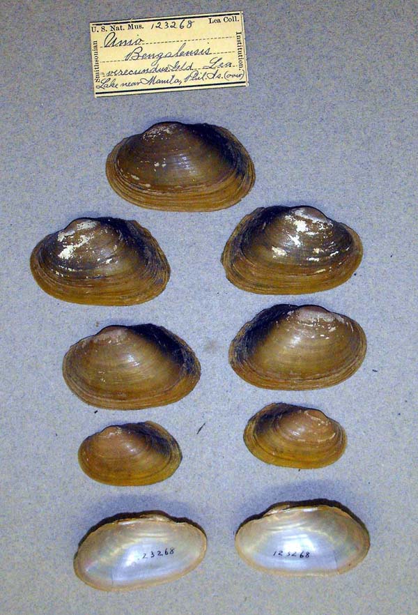 specimen
