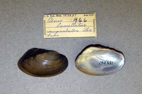 specimen