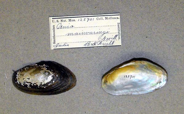 specimen