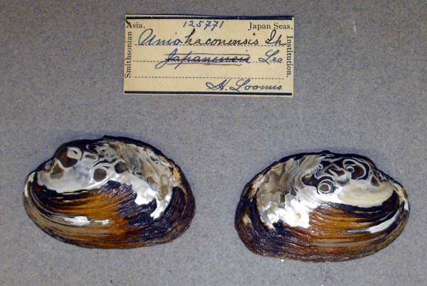 specimen