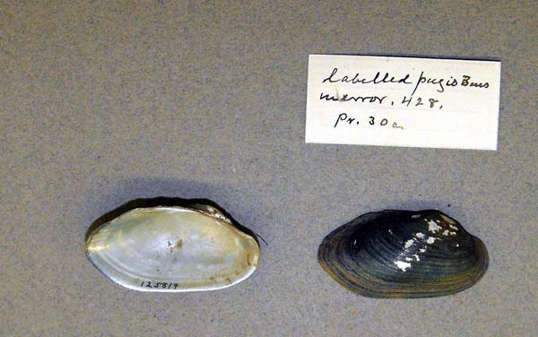 specimen