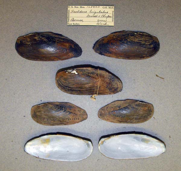 specimen