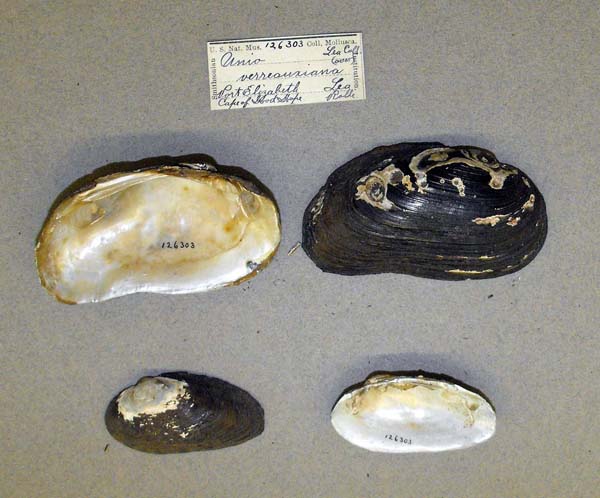 specimen