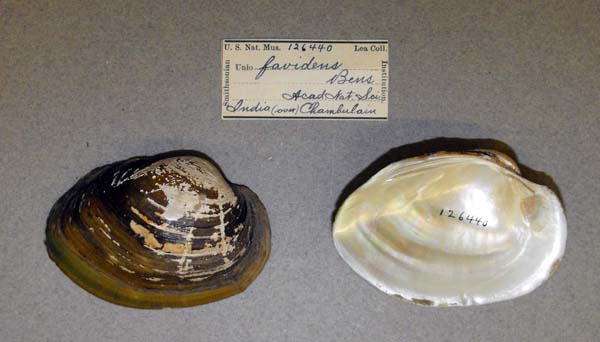 specimen